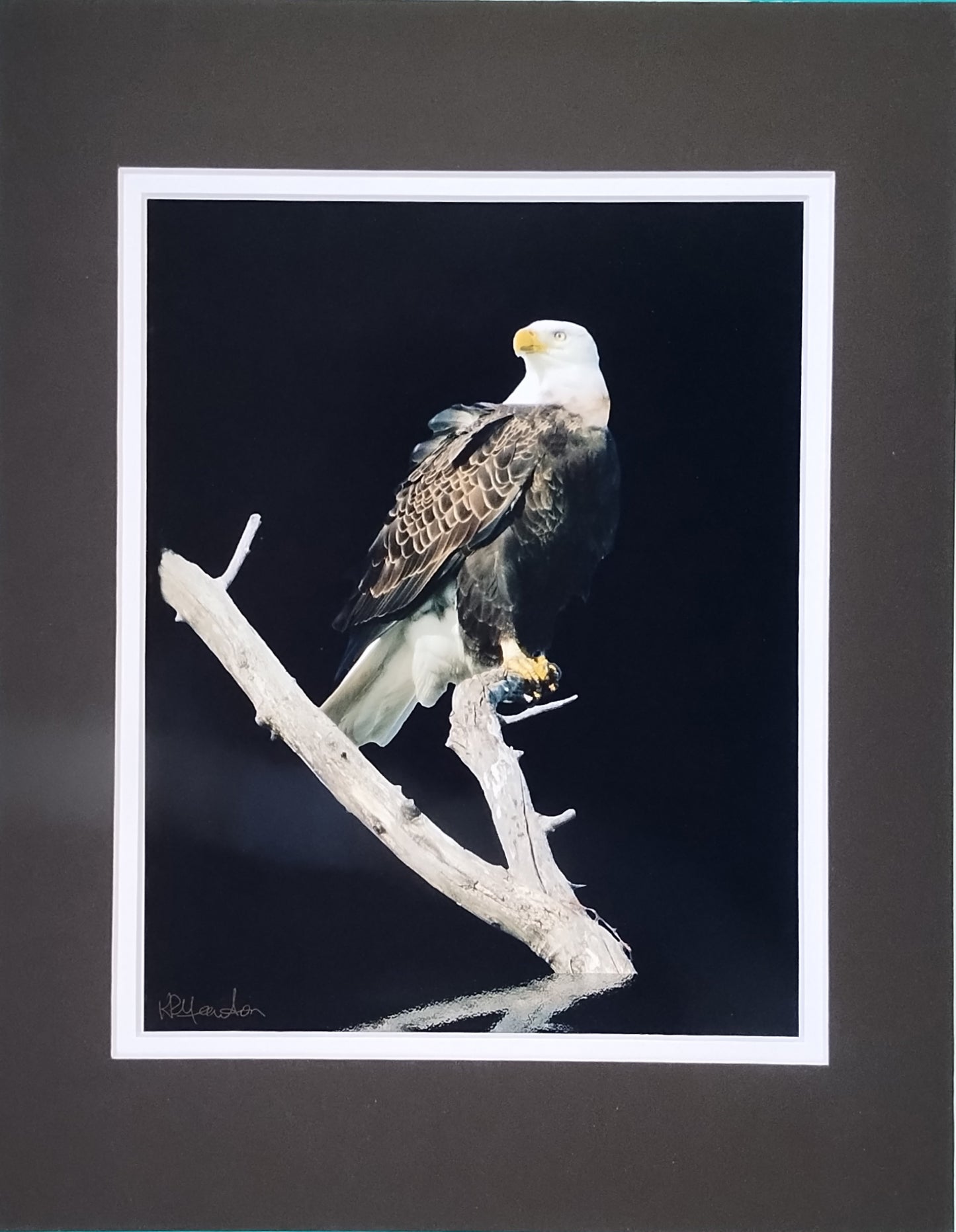 Eagle On Branch
