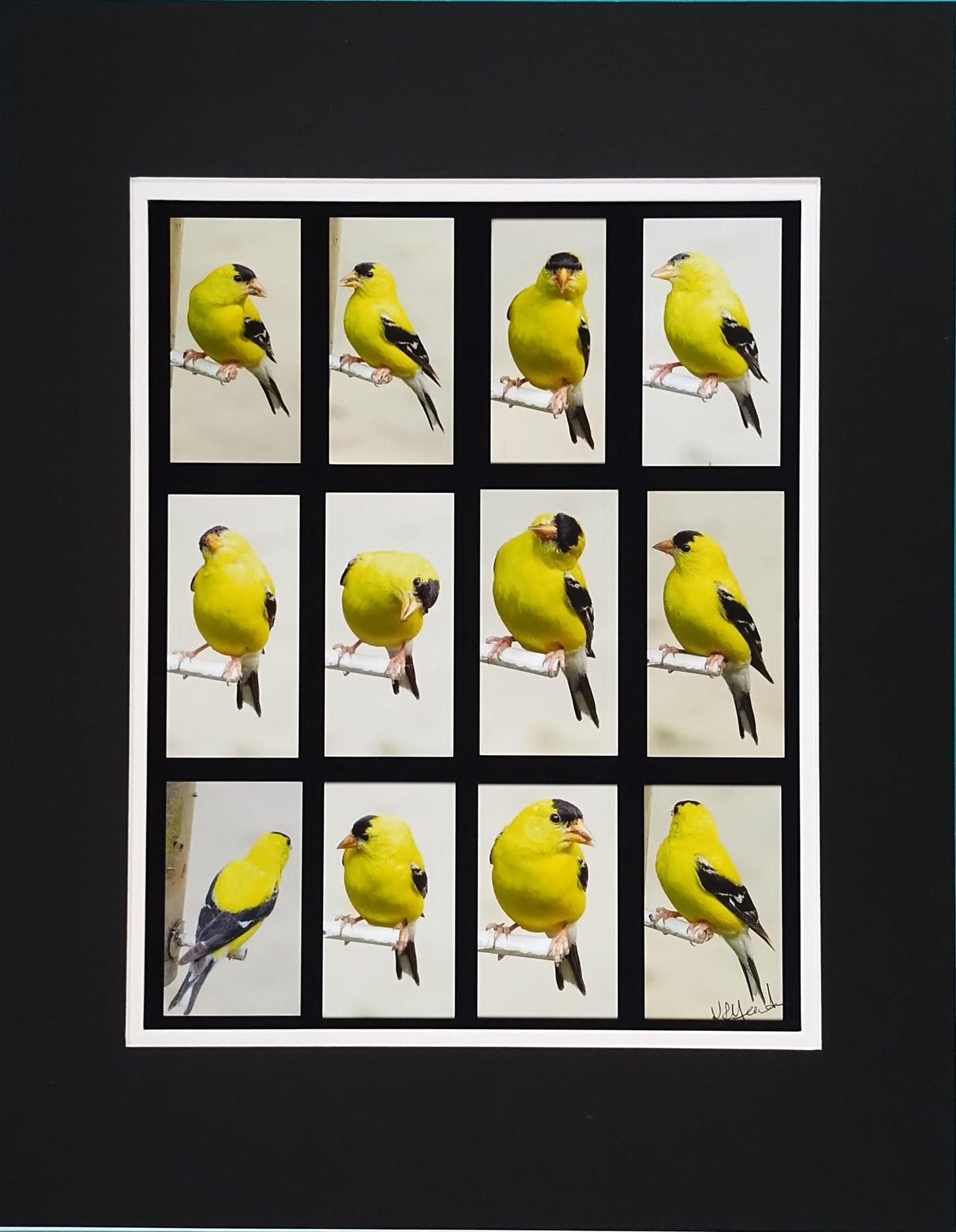 Goldfinch Photoshoot