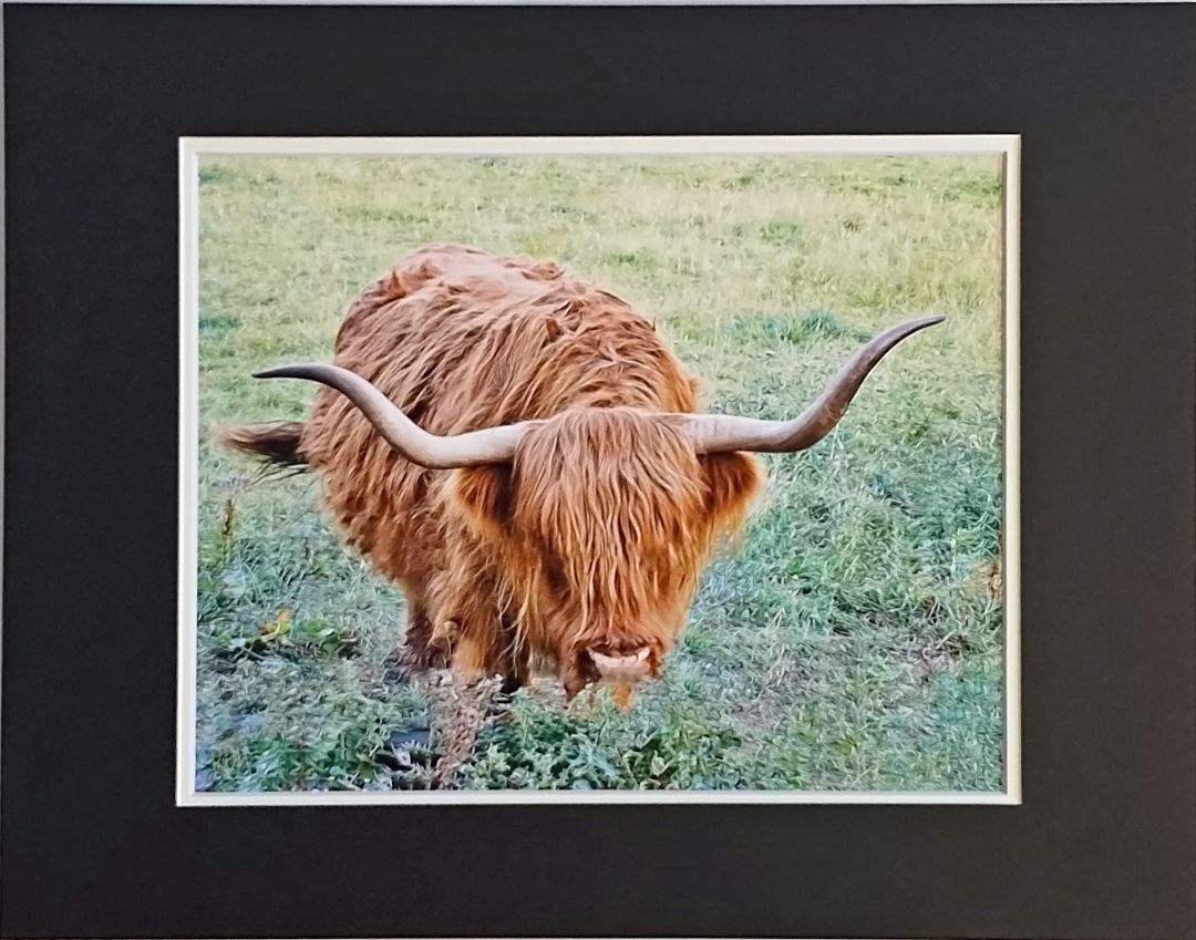Highland Cow