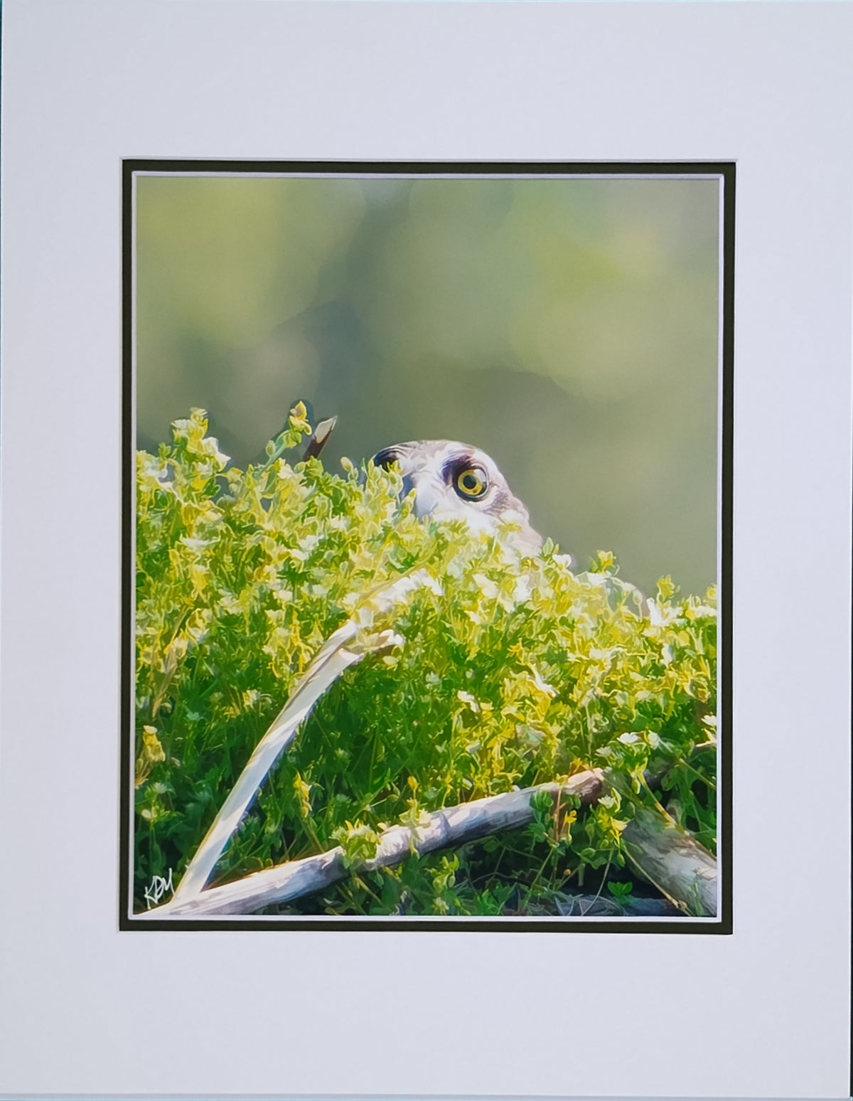 Owl be watching...