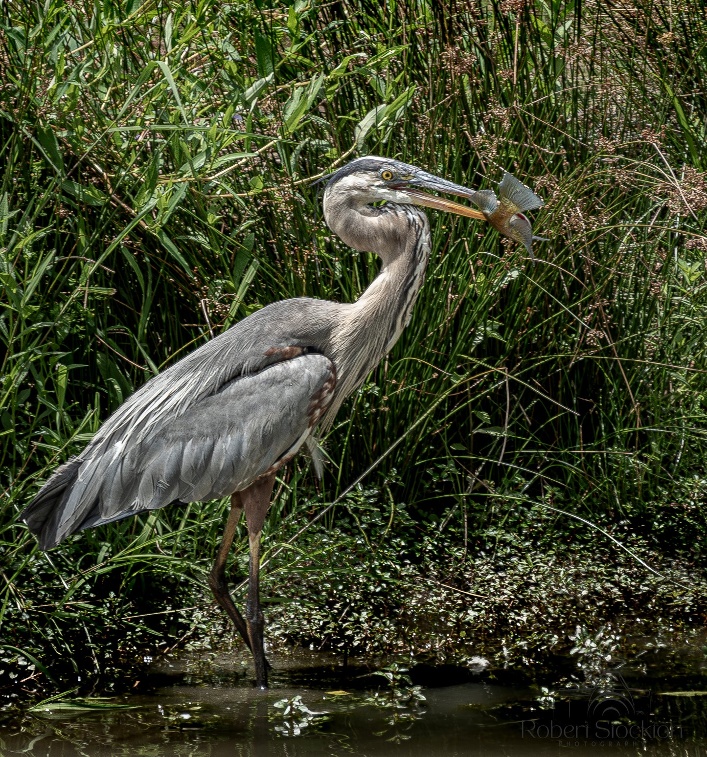 Blue Heron 097836-8x10 Blue Heron  8x10