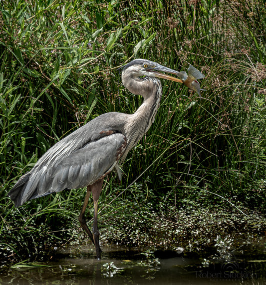 Blue Heron 097836-8x10 Blue Heron  8x10