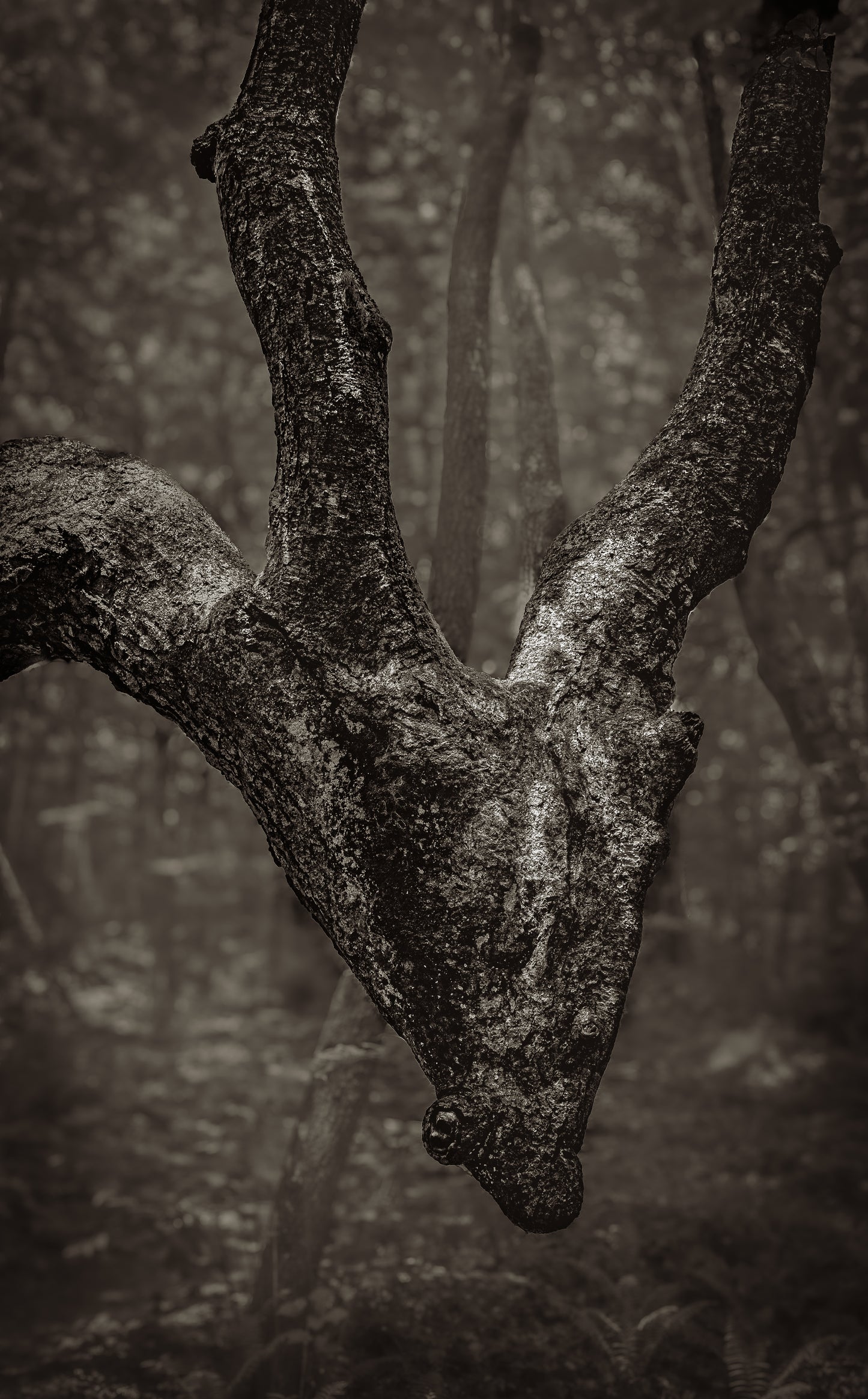Dragon Tree 09801-5x7 Dragon Tree 5x7
