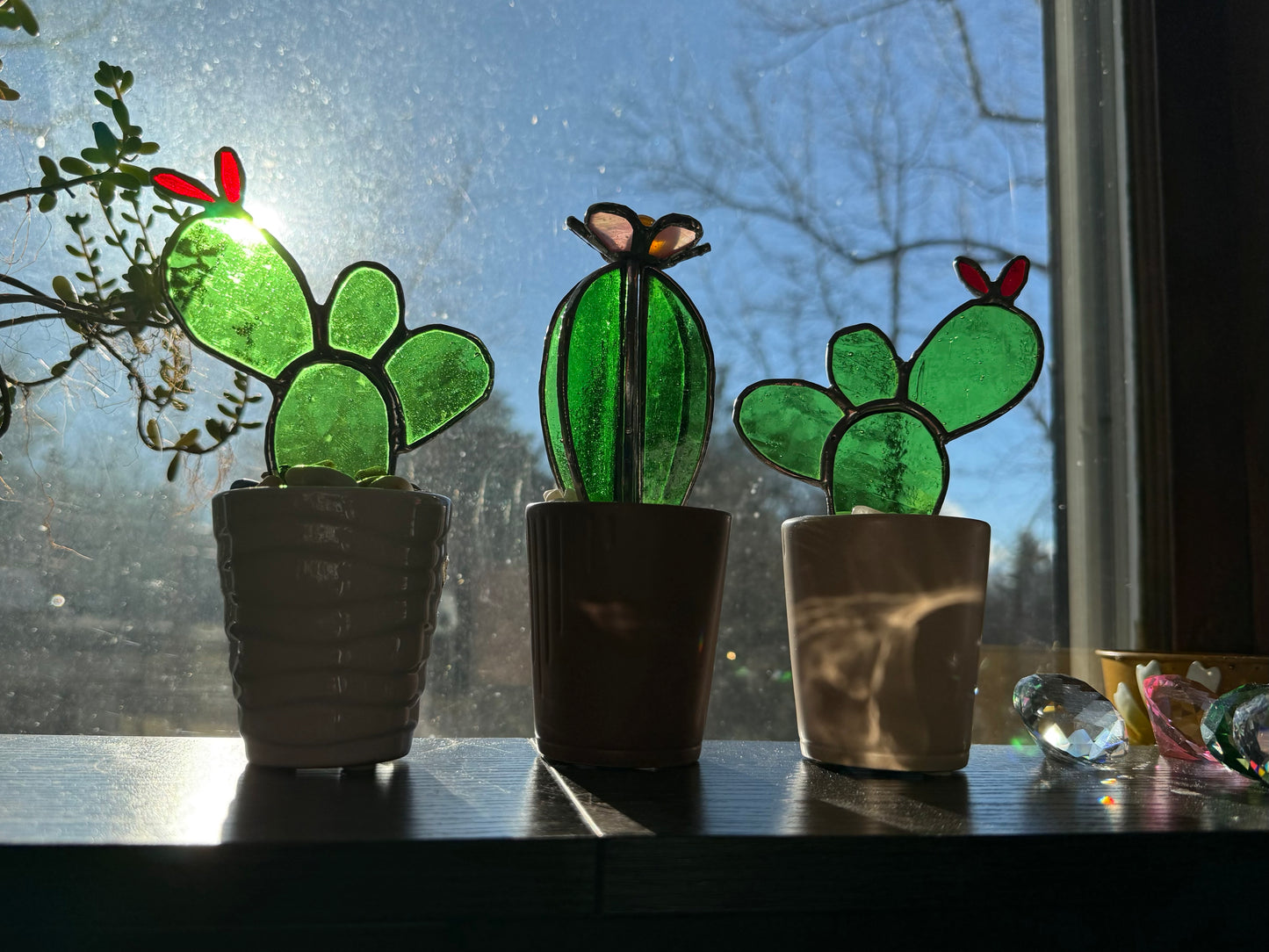 Cactus in pot