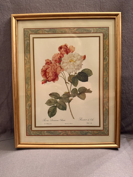 Artwork Pierre-Joseph Redoute 15" x 12"