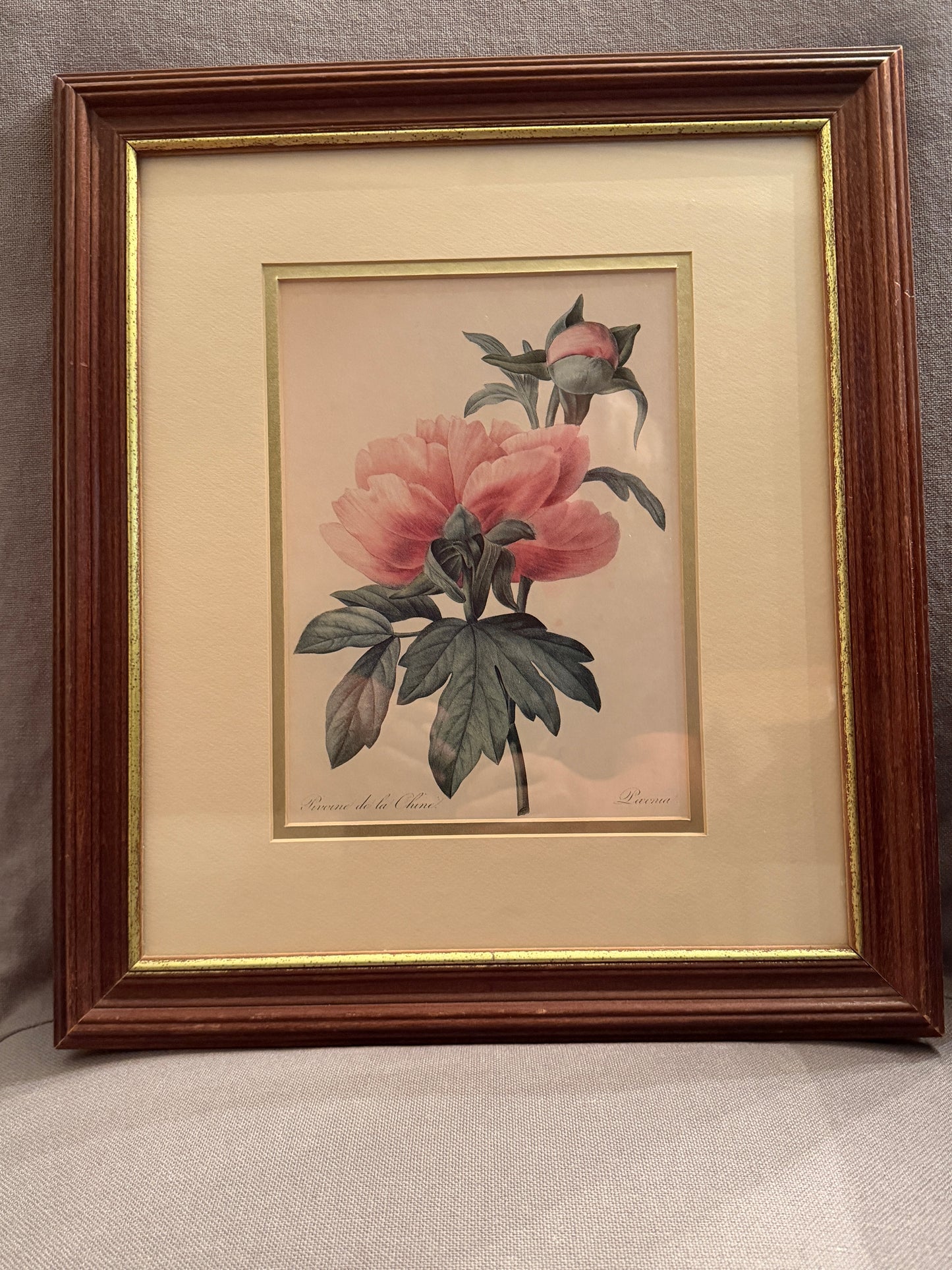 Artwork Pierre-Joseph Redoute 17" x 14.5"