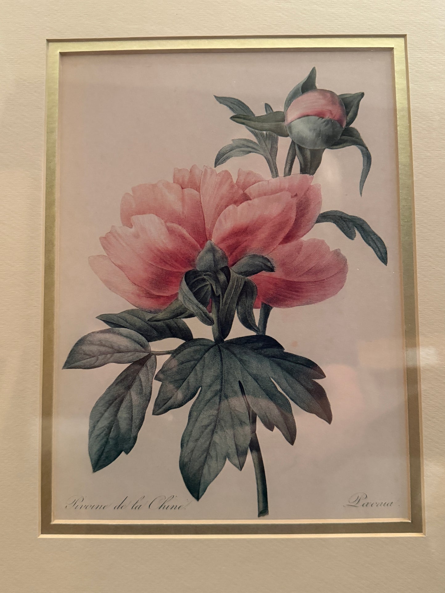 Artwork Pierre-Joseph Redoute 17" x 14.5"