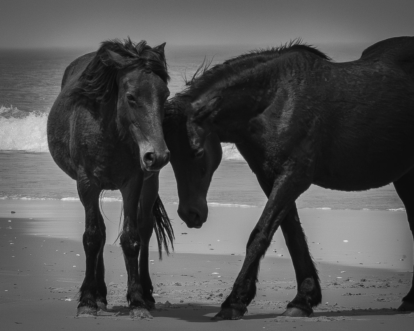 Wild Mustangs 8x10