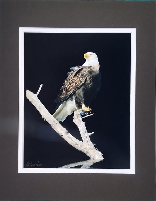 Eagle On Branch