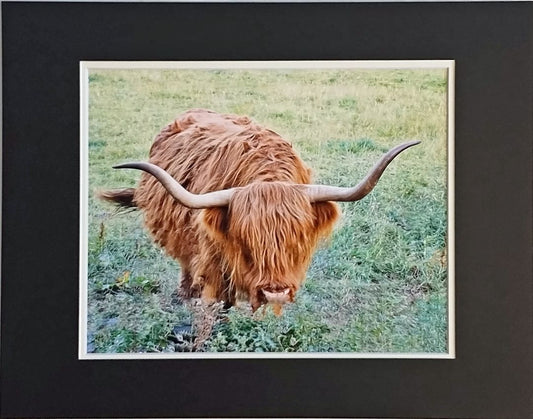 Highland Cow