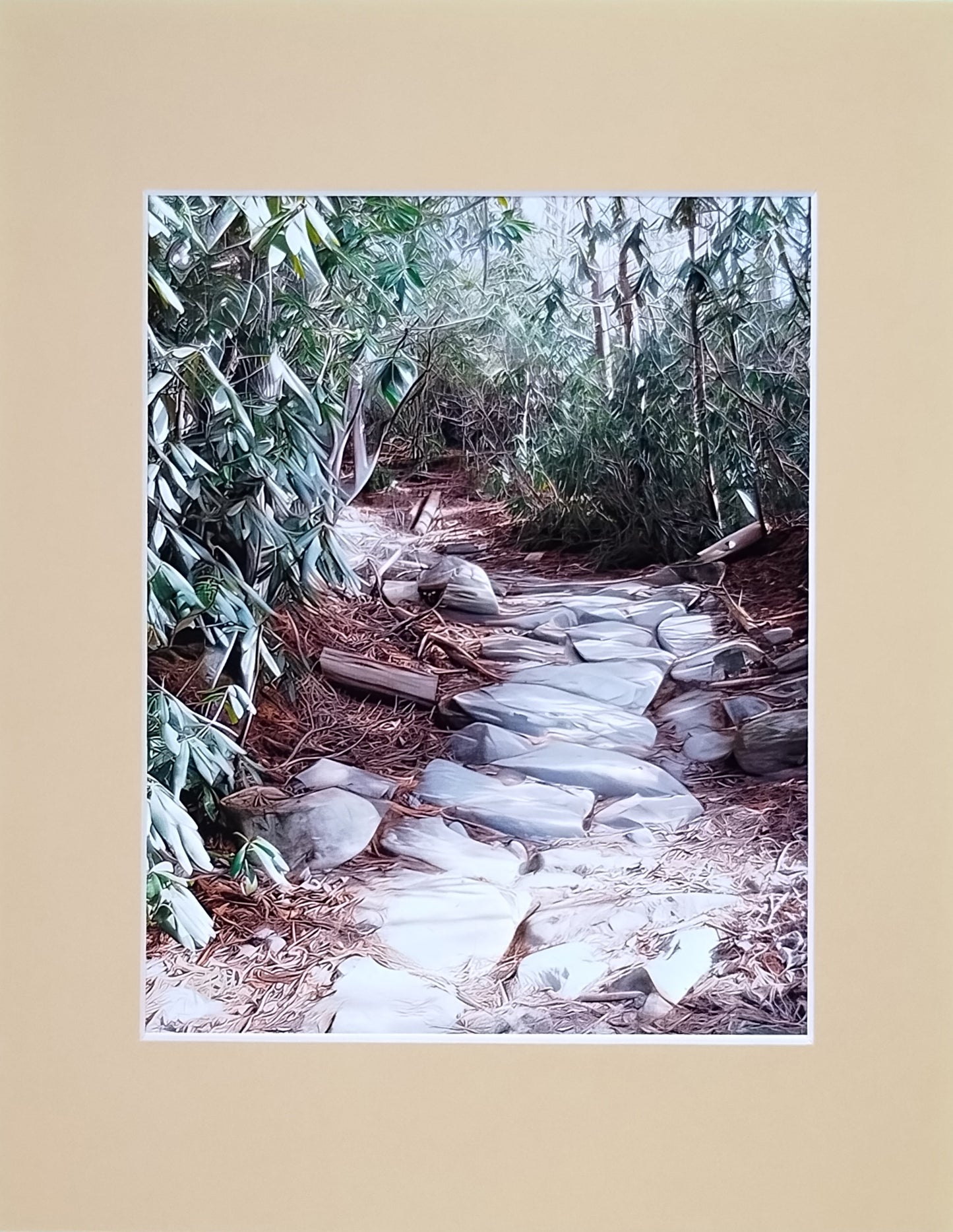Jim Branch Trail