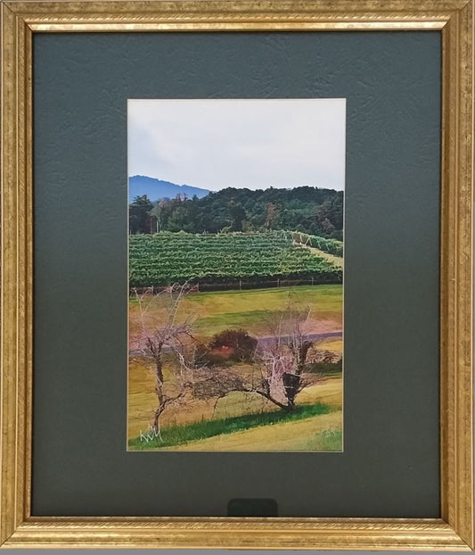 View from Marked Tree Vineyard